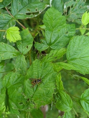 Dolichovespula arenaria