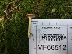 Clitocybe subditopoda