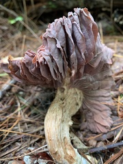 Laccaria ochropurpurea