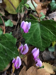 Cyclamen hederifolium