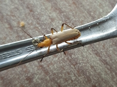 Chauliognathus cinguliventris