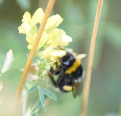 Bombus terrestris