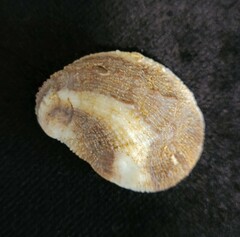 Bostrycapulus aculeatus