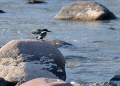 Chloroceryle americana