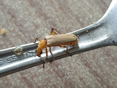 Chauliognathus cinguliventris