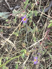 Dieteria canescens