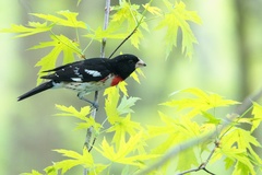 Pheucticus ludovicianus