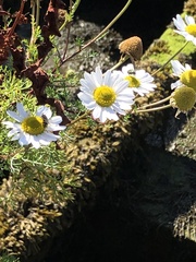 Tripleurospermum maritimum