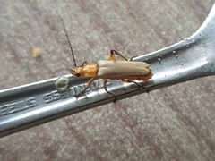 Chauliognathus cinguliventris