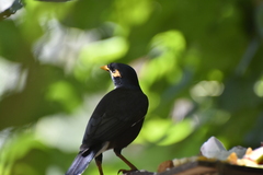 Acridotheres tristis