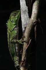 Enyalioides laticeps