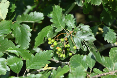 Scandosorbus intermedia