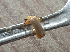 Chauliognathus cinguliventris