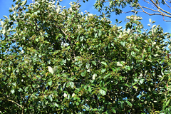 Scandosorbus intermedia