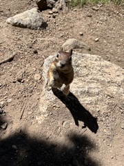 Callospermophilus lateralis