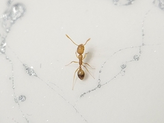 Monomorium pharaonis