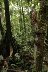 Enyalioides laticeps