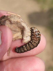 Thyridopteryx ephemeraeformis