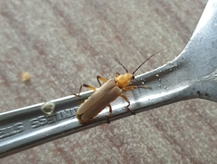Chauliognathus cinguliventris