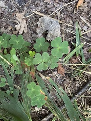 Oxalis acetosella