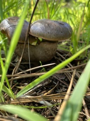 Gomphidius glutinosus