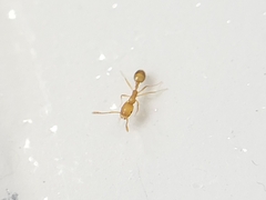 Monomorium pharaonis