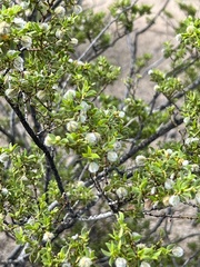 Larrea tridentata