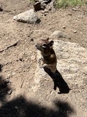 Callospermophilus lateralis