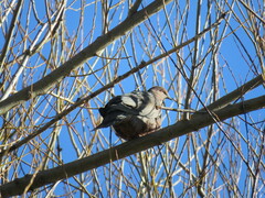 Patagioenas araucana
