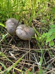 Gomphidius glutinosus