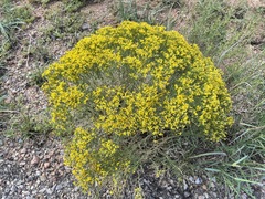 Gutierrezia sarothrae