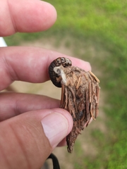 Thyridopteryx ephemeraeformis