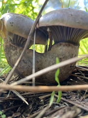 Gomphidius glutinosus