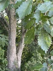 Quercus muehlenbergii