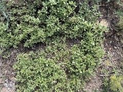 Portulaca oleracea