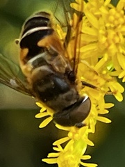 Eristalis