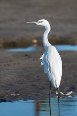 Egretta rufescens