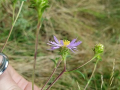 Eurybia hemispherica