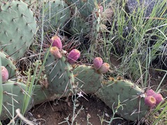 Opuntia phaeacantha phaeacantha