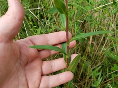 Eurybia hemispherica