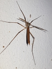 Tipula