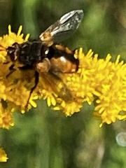 Tachina fera