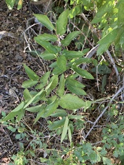 Celtis reticulata