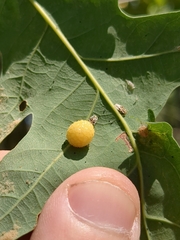 Acraspis pezomachoides