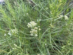 Asclepias subverticillata