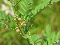 Indigofera suffruticosa