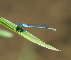 Erythromma lindenii