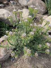 Polanisia dodecandra