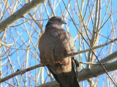Patagioenas araucana