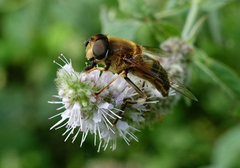 Eristalis pertinax